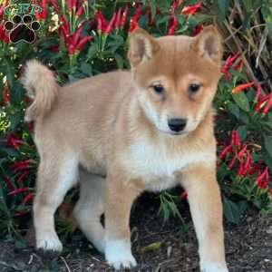 Fido, Shiba Inu Puppy